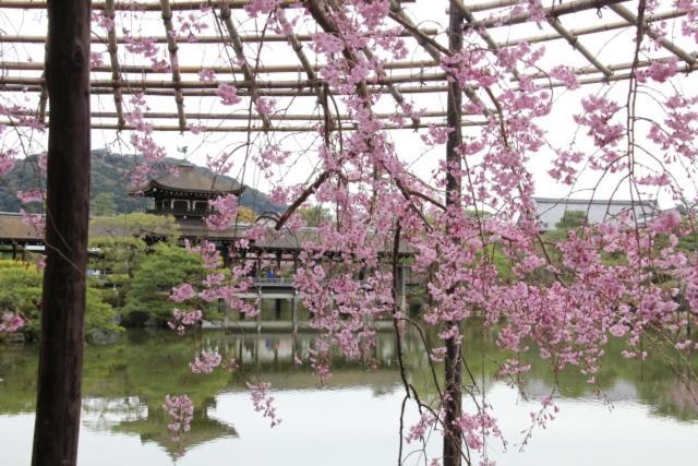 Rejoice Nijojo Minami Kyoto